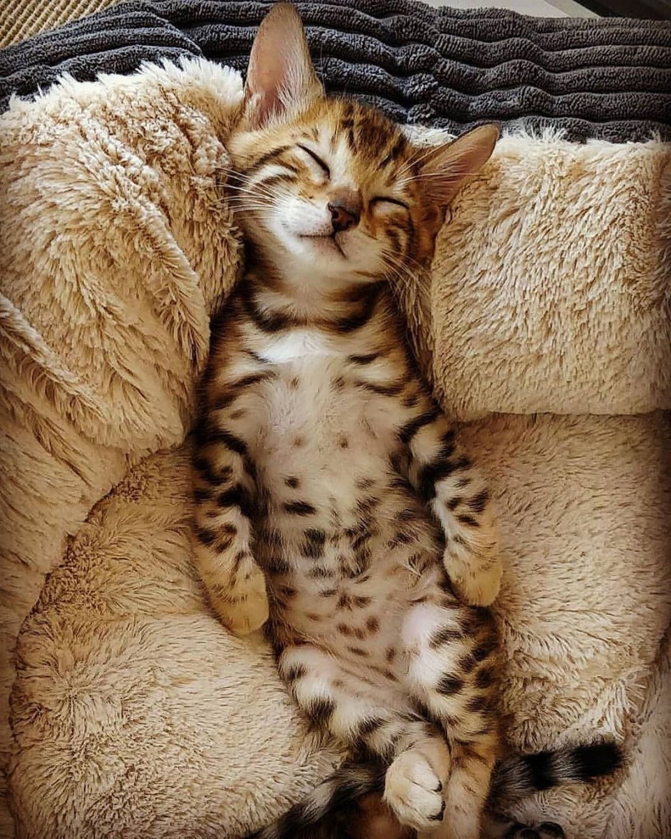 Кошачьи потягушки