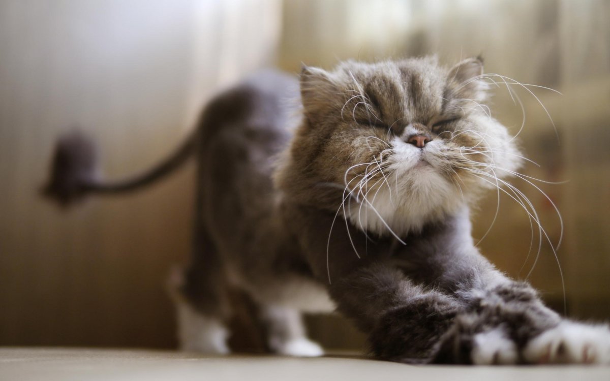 Кот потягивается от удовольствия фото