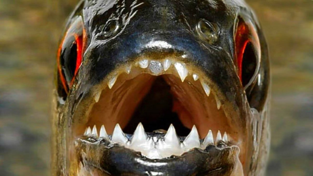 Речные монстры амазонки