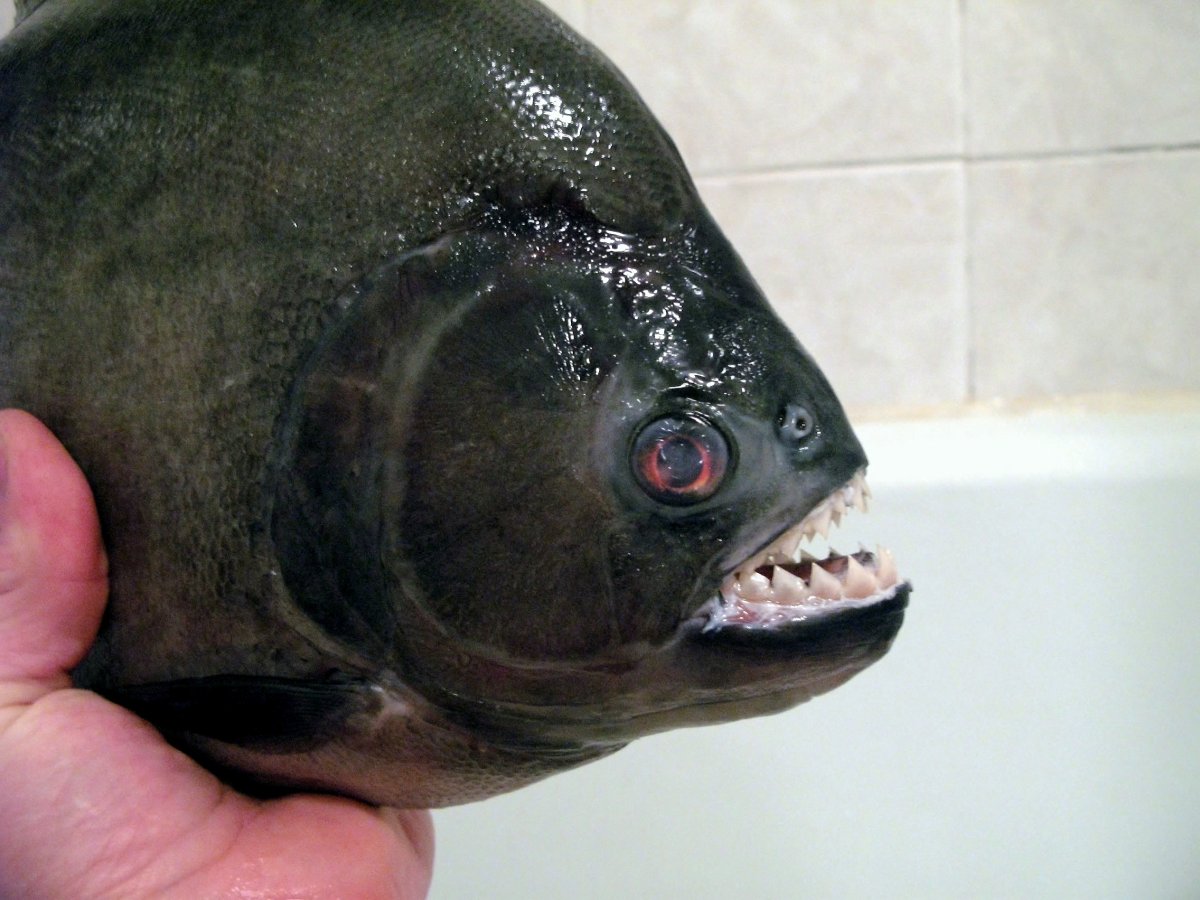 Пиранья Наттерера зубы