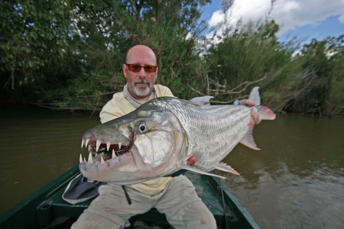 Рыба амазонки арапайма