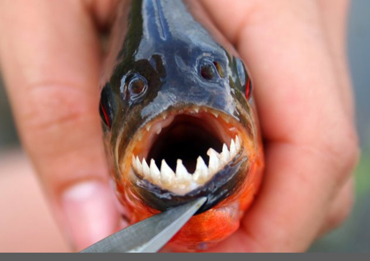 Пиранья Наттерера зубы