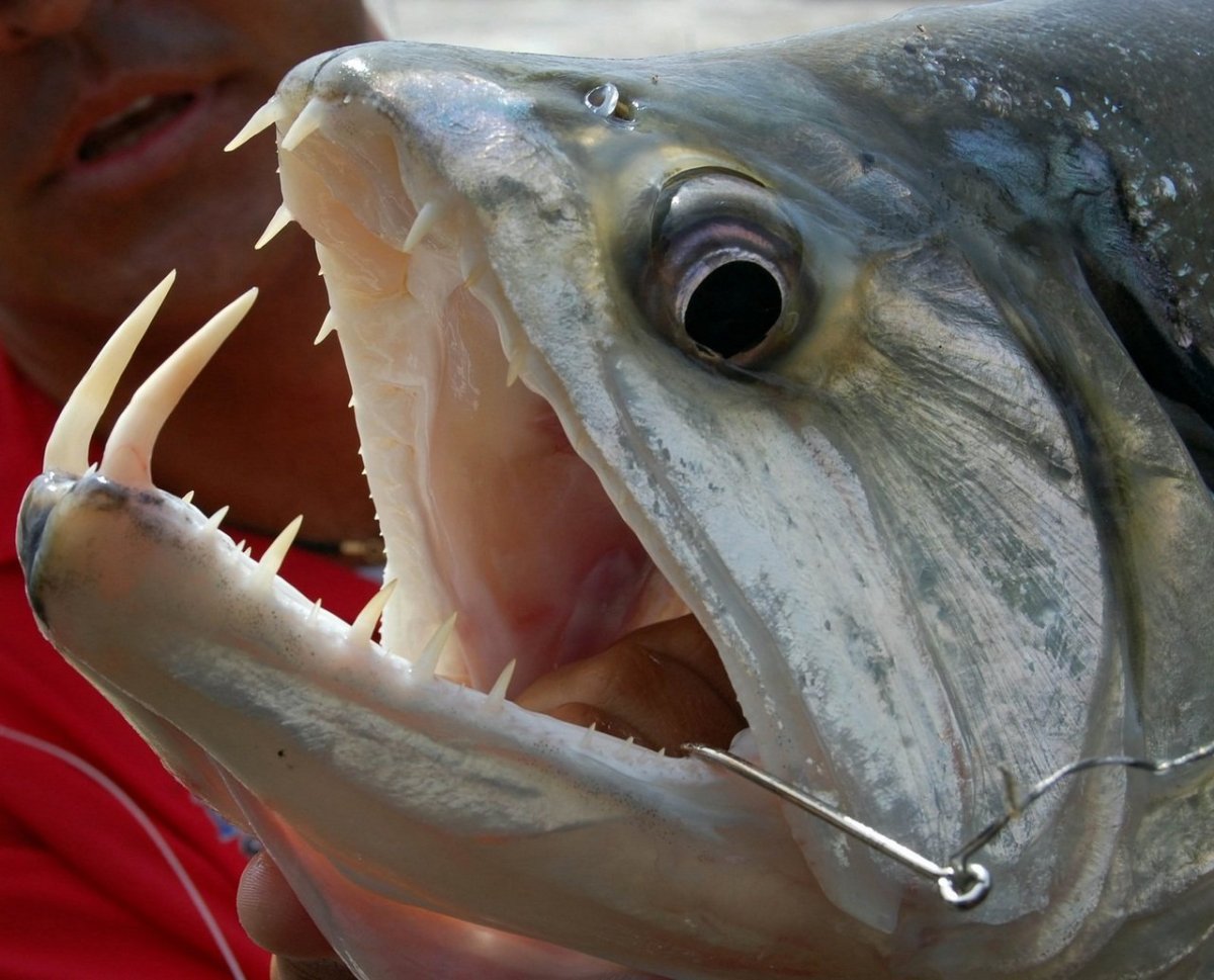 Речные монстры тигровая рыба