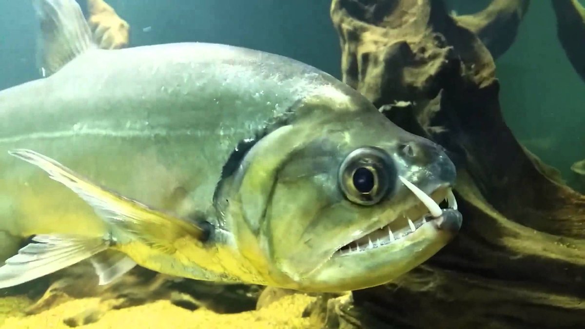 Скумбриевидный гидролик