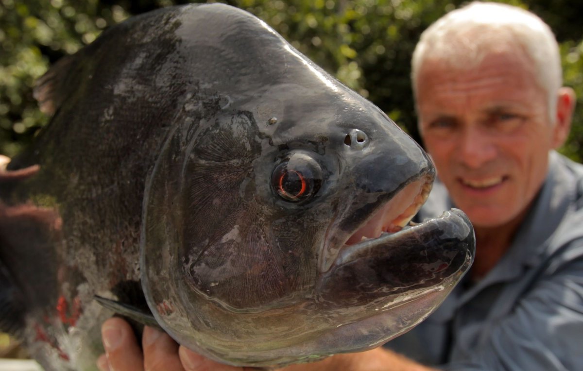 Рыба Пиранья