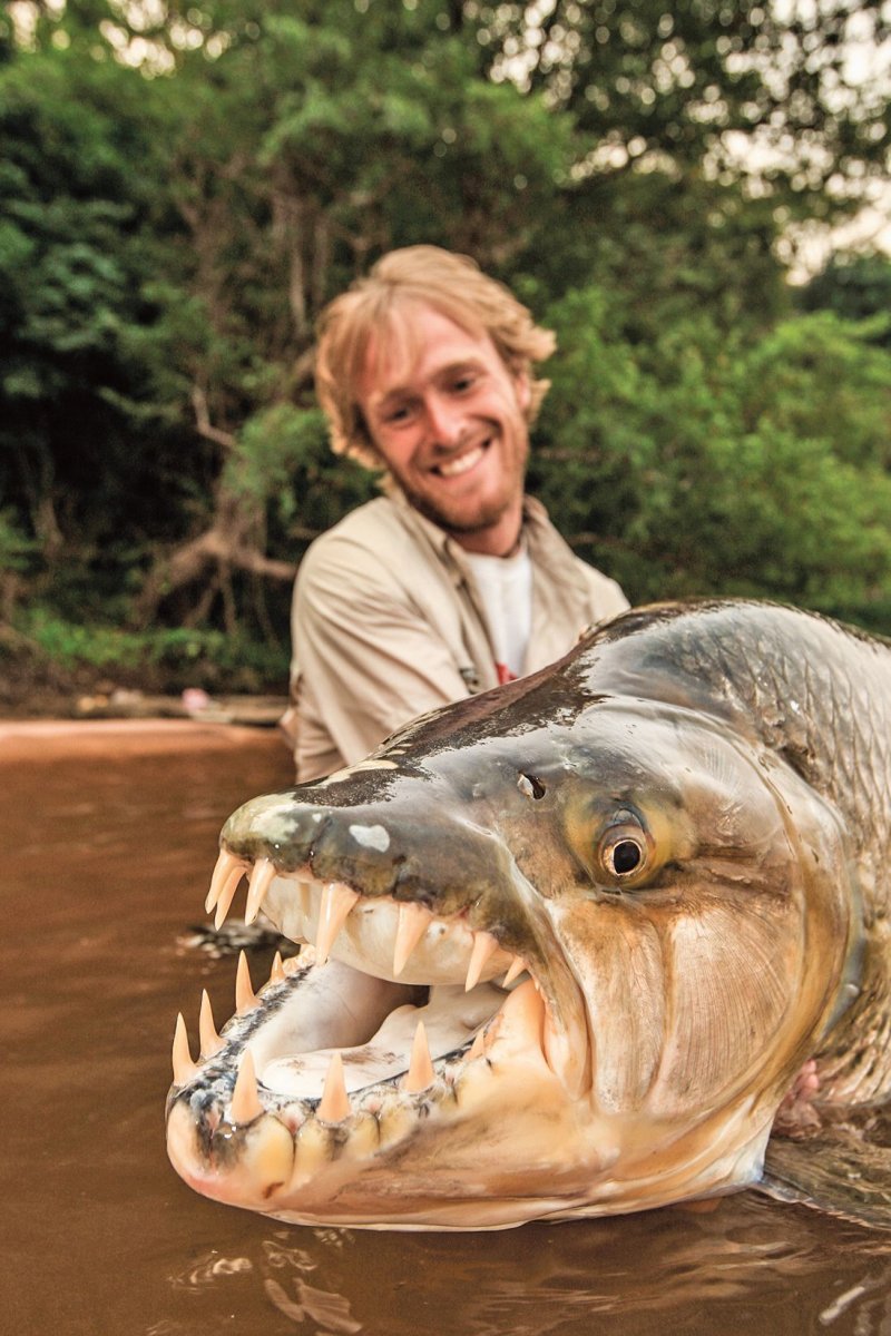 Речные монстры тигровая рыба Голиаф