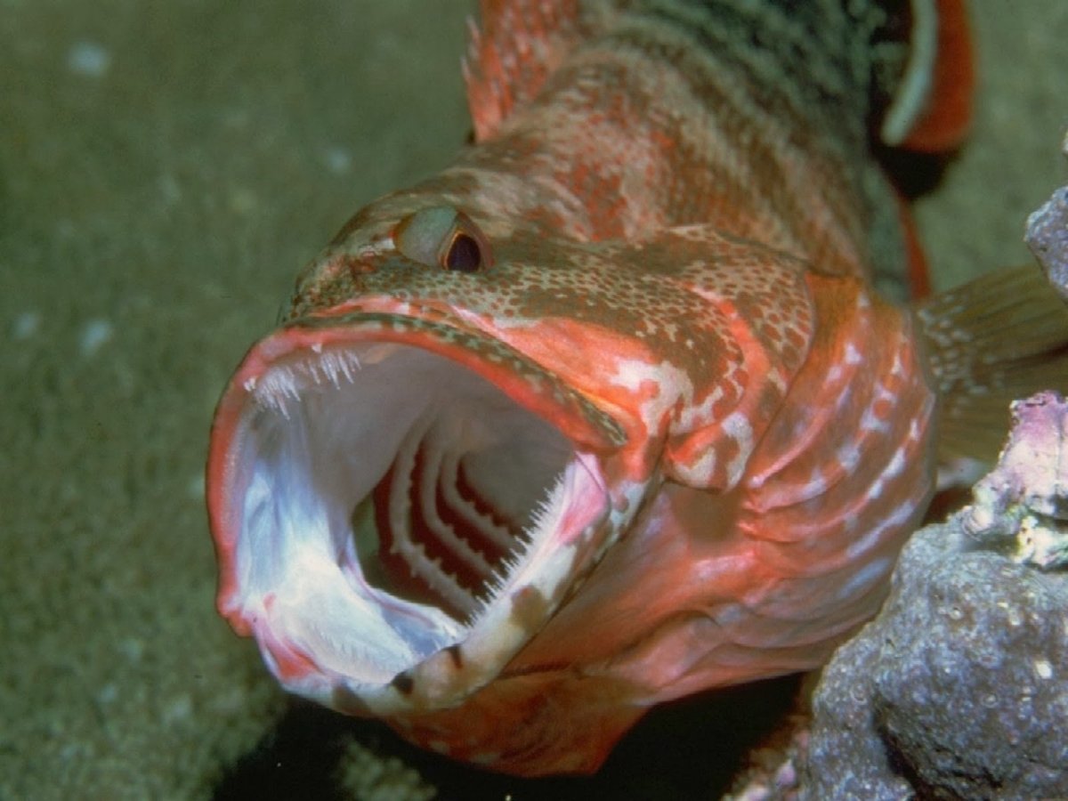 Рыба амазонки арапайма