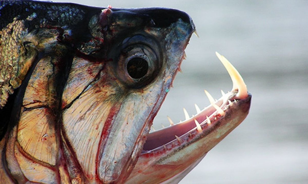 Рыба Пиранья