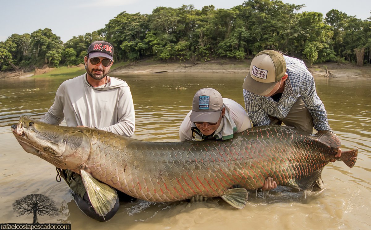 Рыба амазонки арапайма