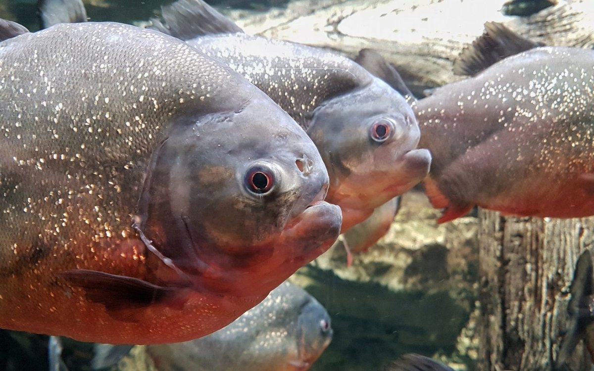 Пиранья Наттерера зубы