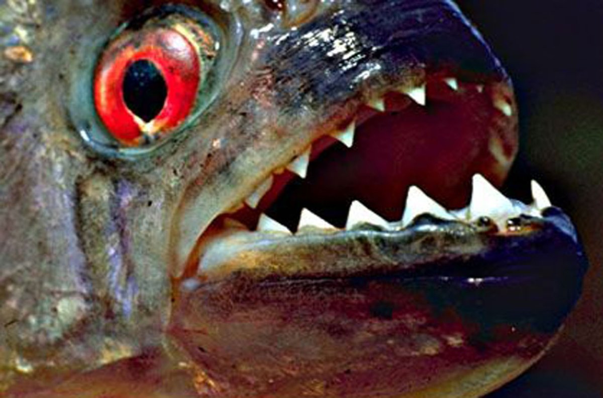 Ареал обитания Пираний