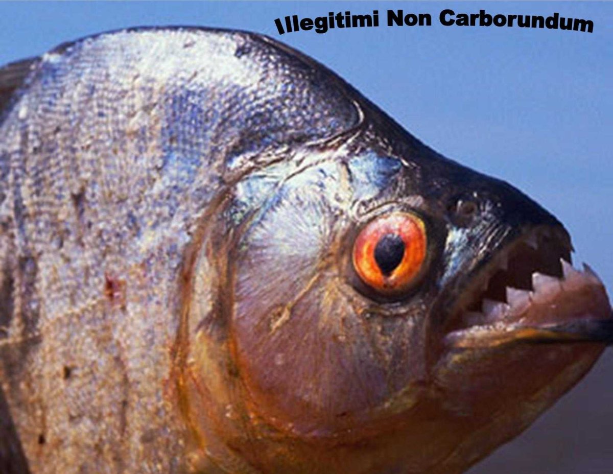 Джереми Уэйд арапайма