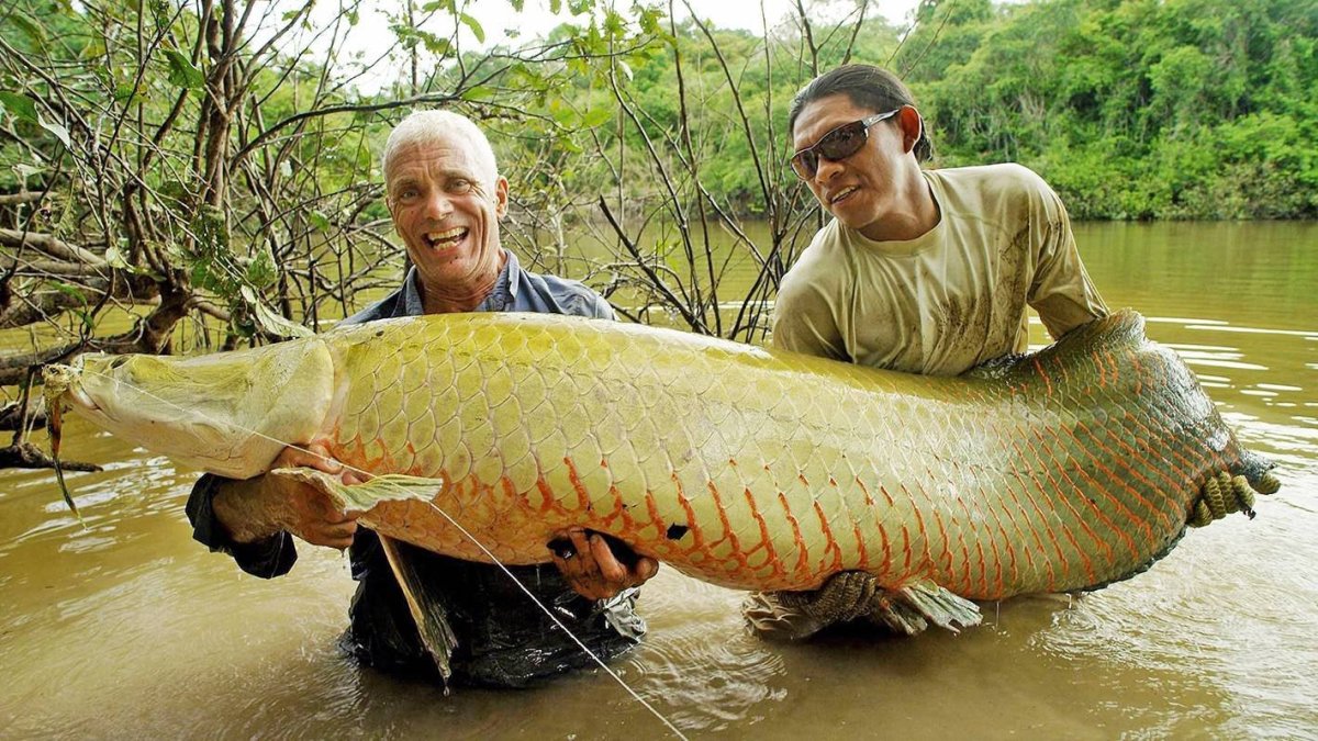 Икра арапаймы