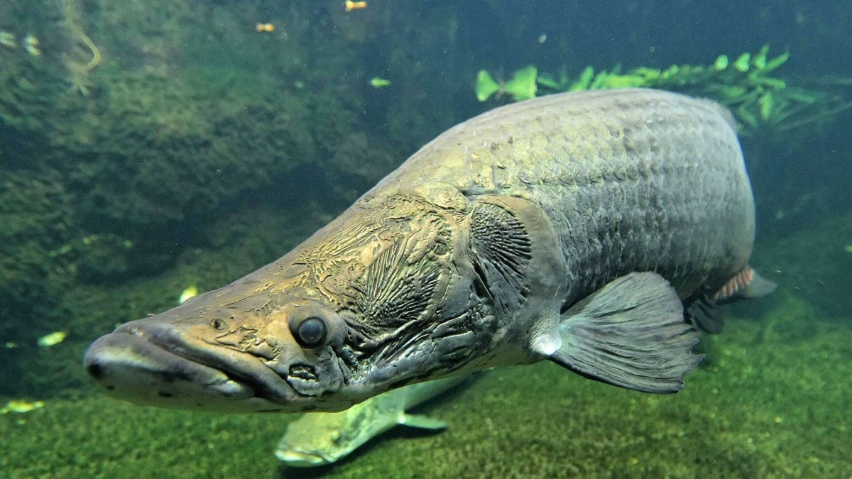 Рыба амазонки арапайма