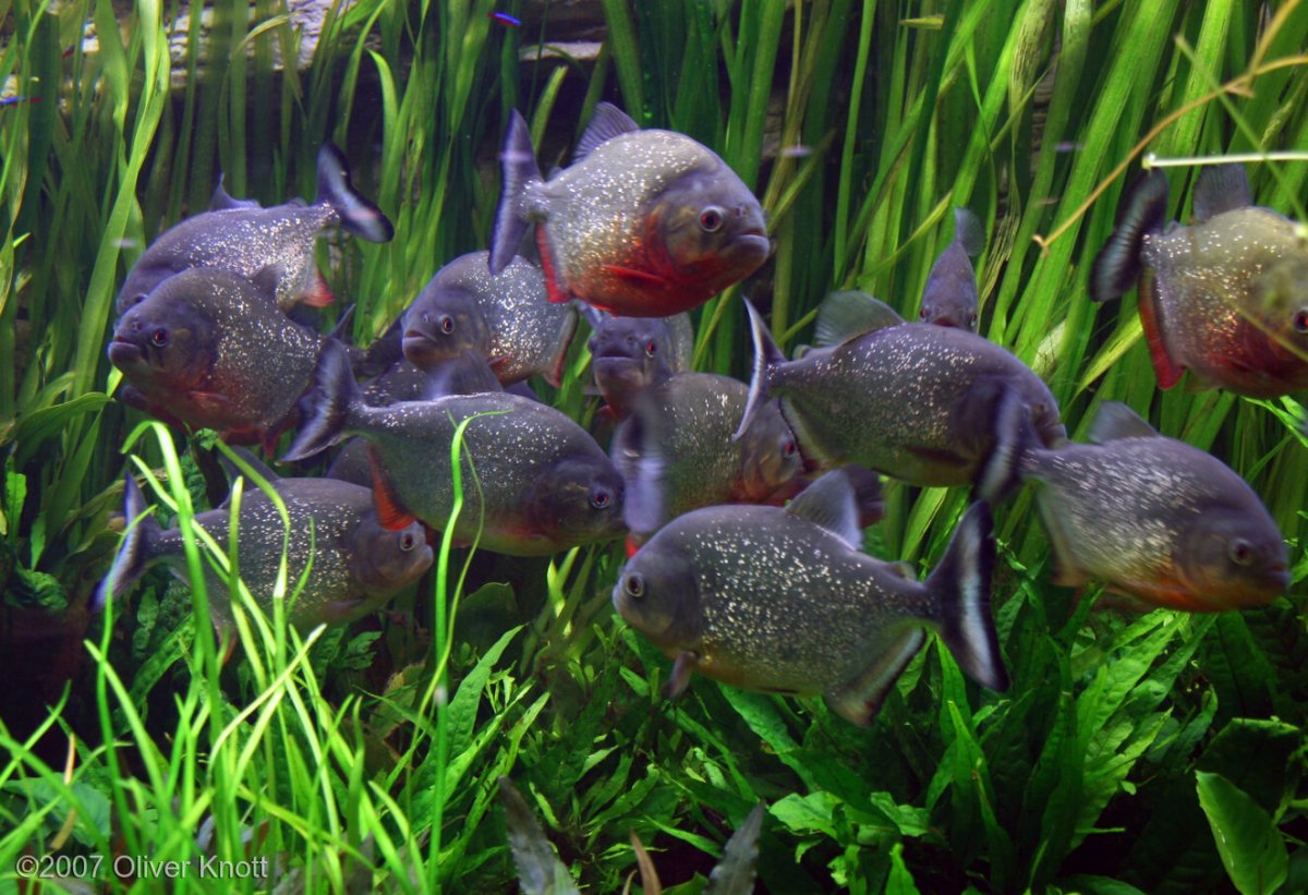 Рыба амазонки пираруку