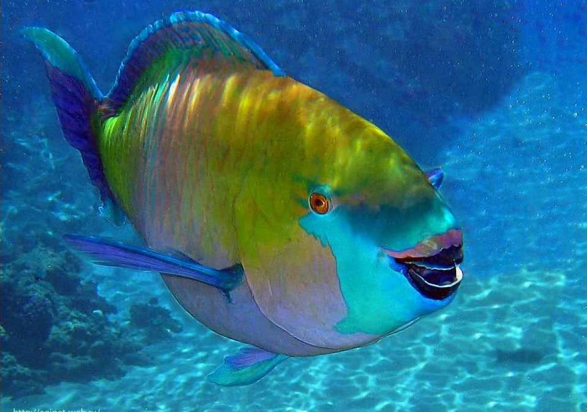 Рыба попугай океаническая