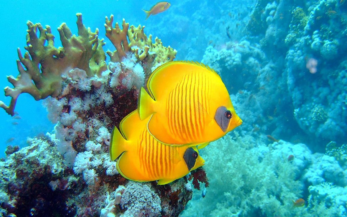 Рыба попугай окунеобразная