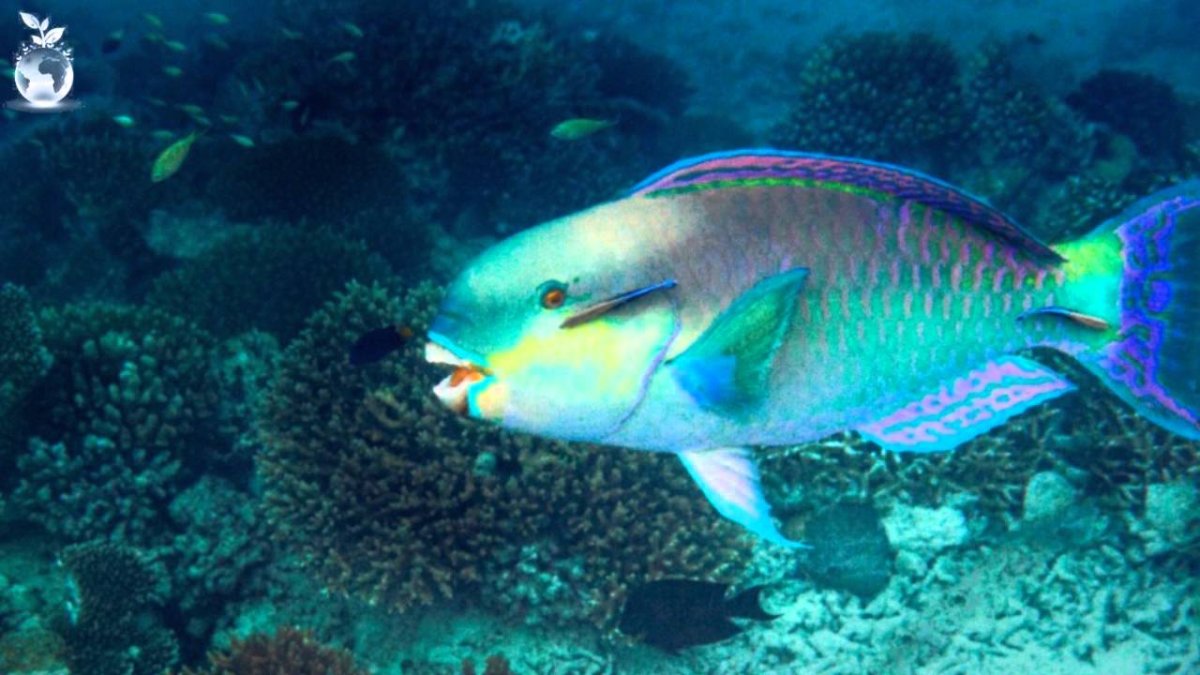 Рыба попугай Египет красное море