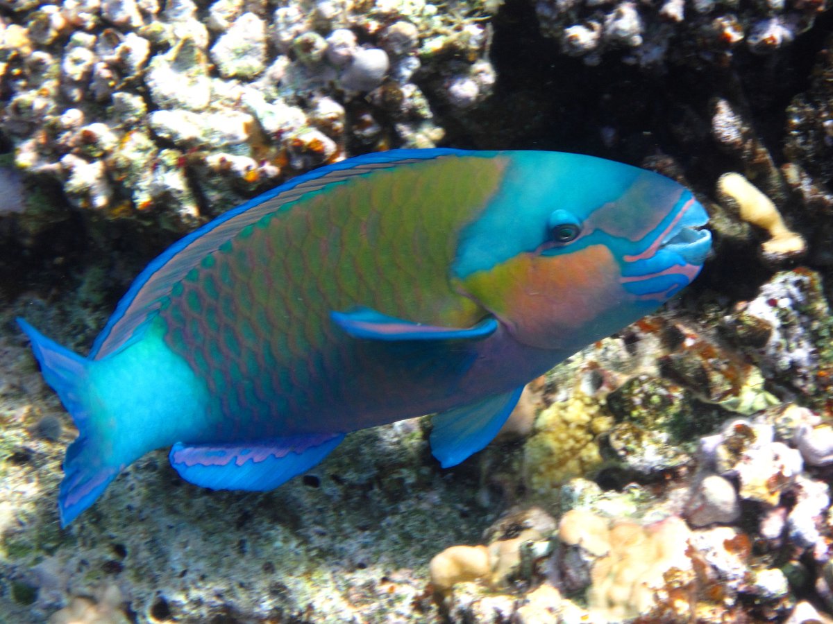 Попугай рифовый