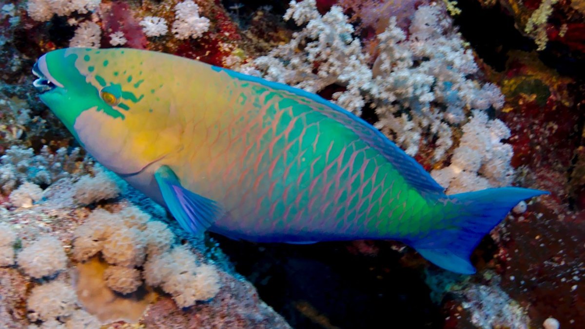 Паррот Фиш