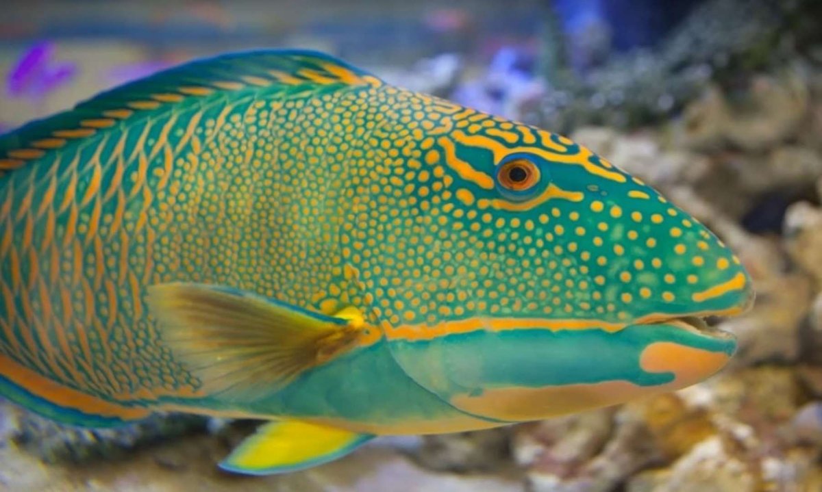 Рыба Баярд красное море