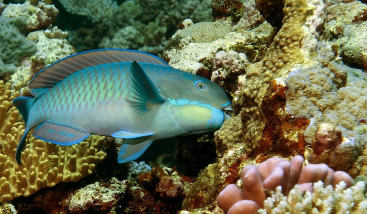 Queen Parrotfish