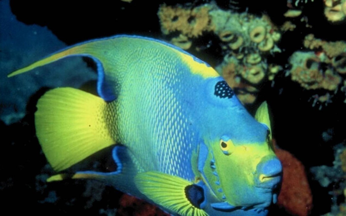 Атлантический рыба бабочка, Барракуда