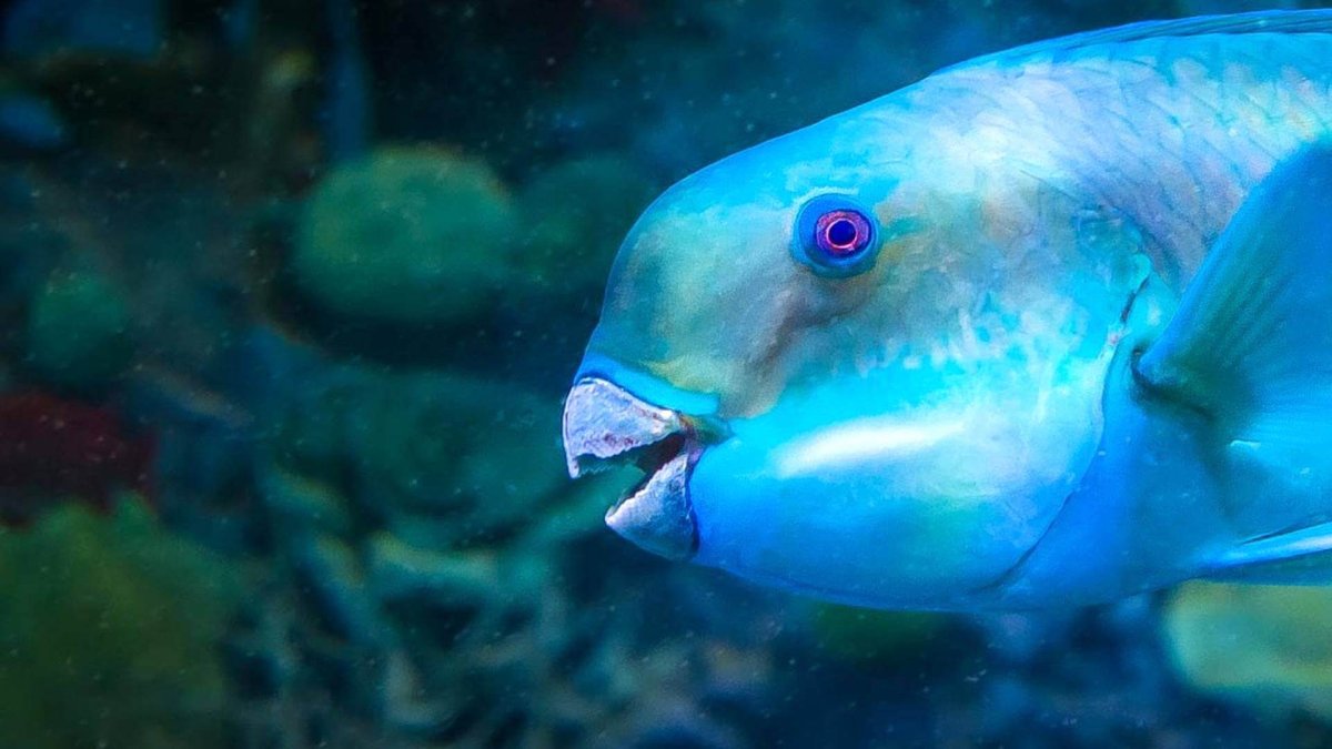 Шишколобый Гнидодав