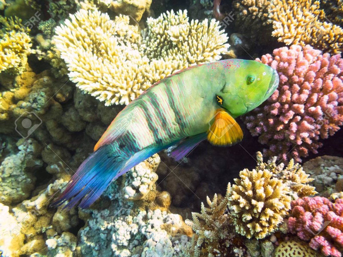 Рыба попугай тихий океан