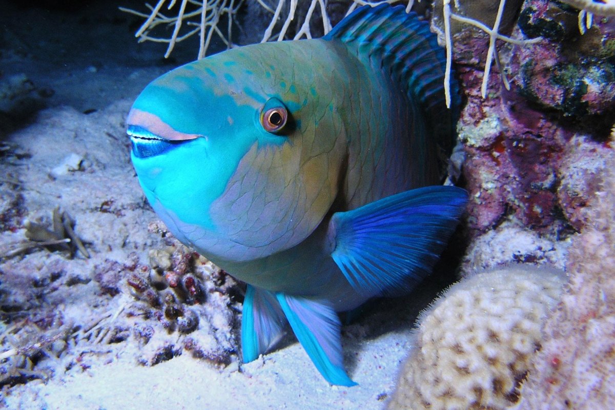 Рыба попугай ареал