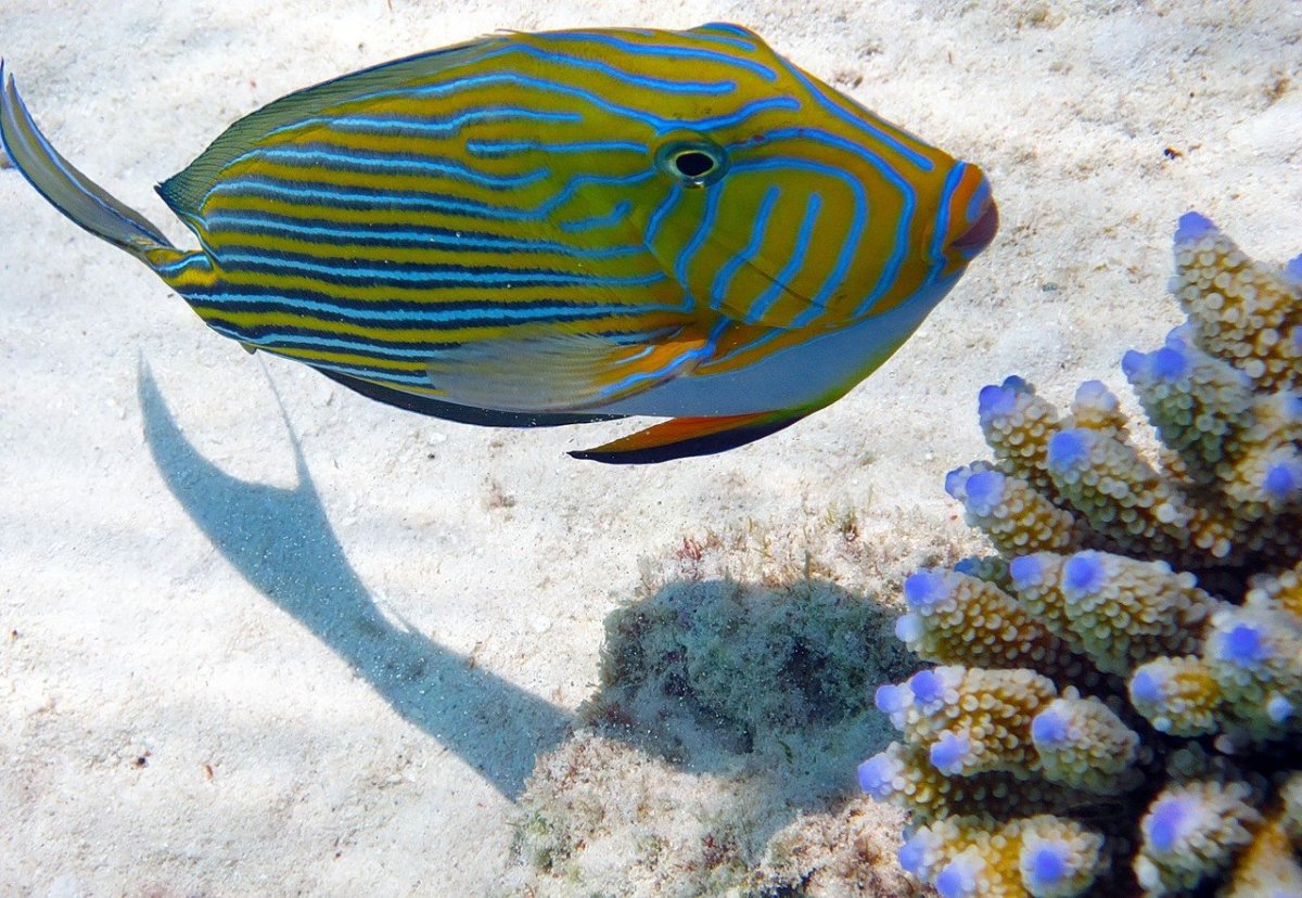 Рыба попугай океаническая