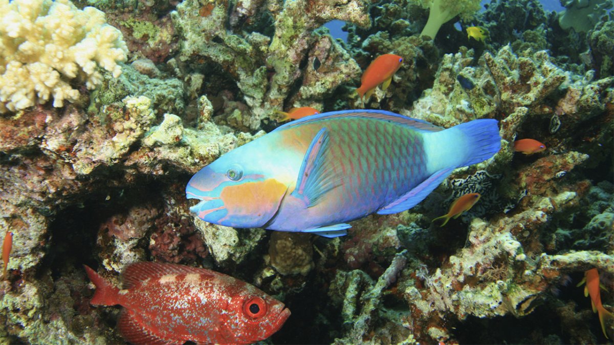 Рыба попугай Сейшелы