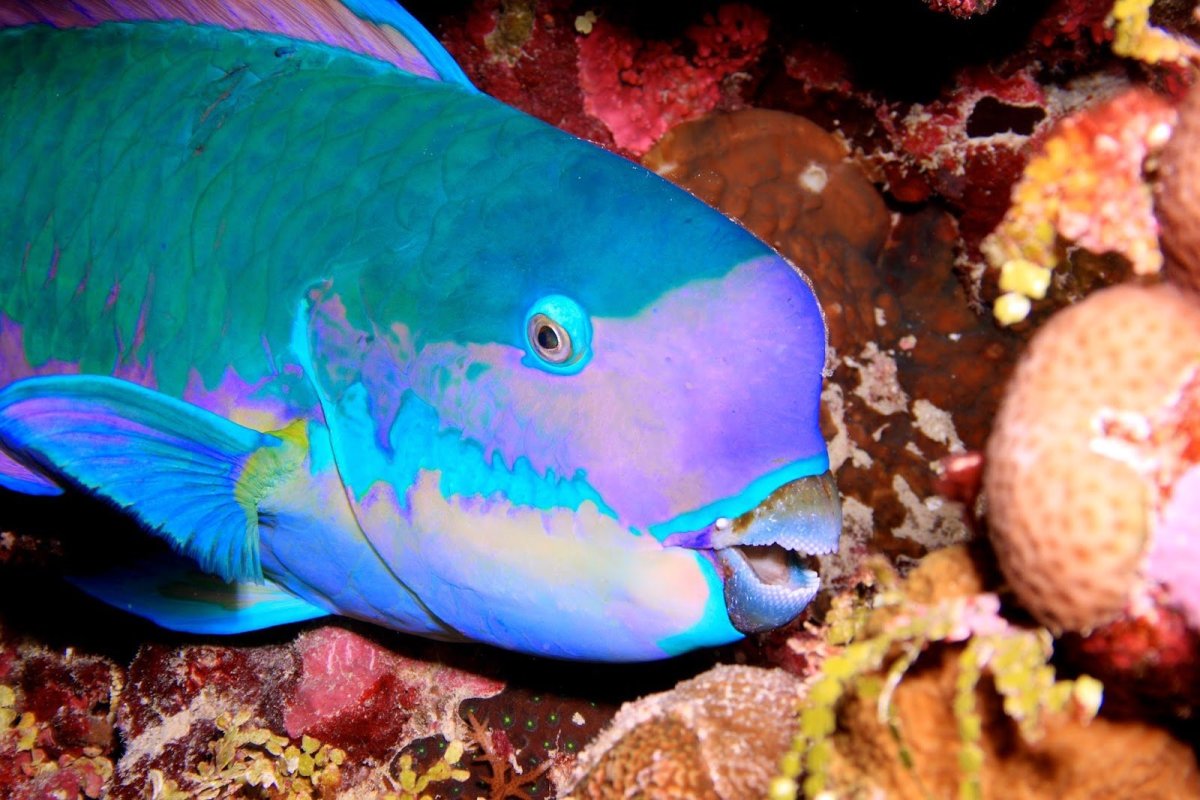 Рыба - попугай на рифе