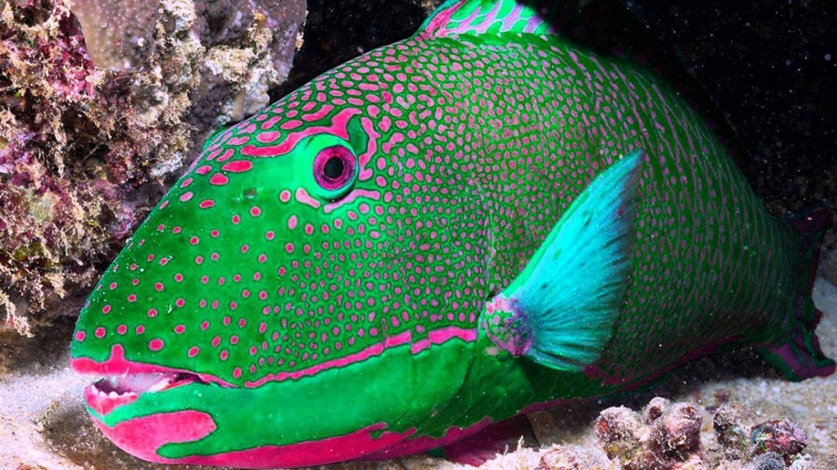 Humphead Parrotfish
