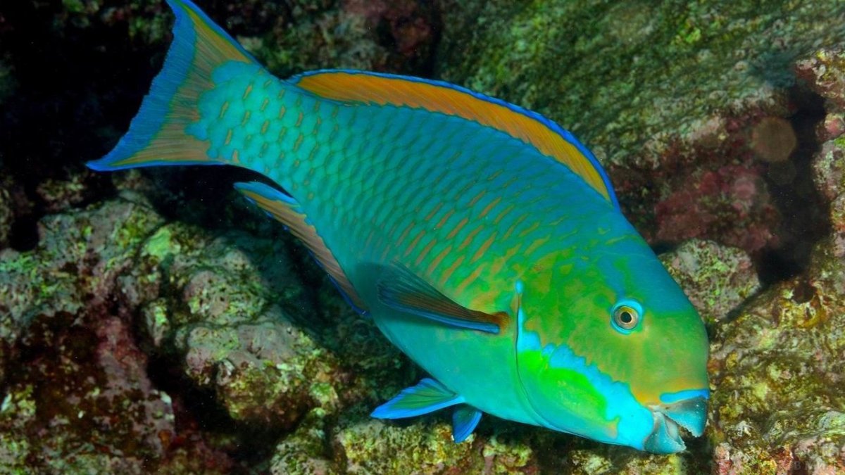 Red Fish Saudi Arabia