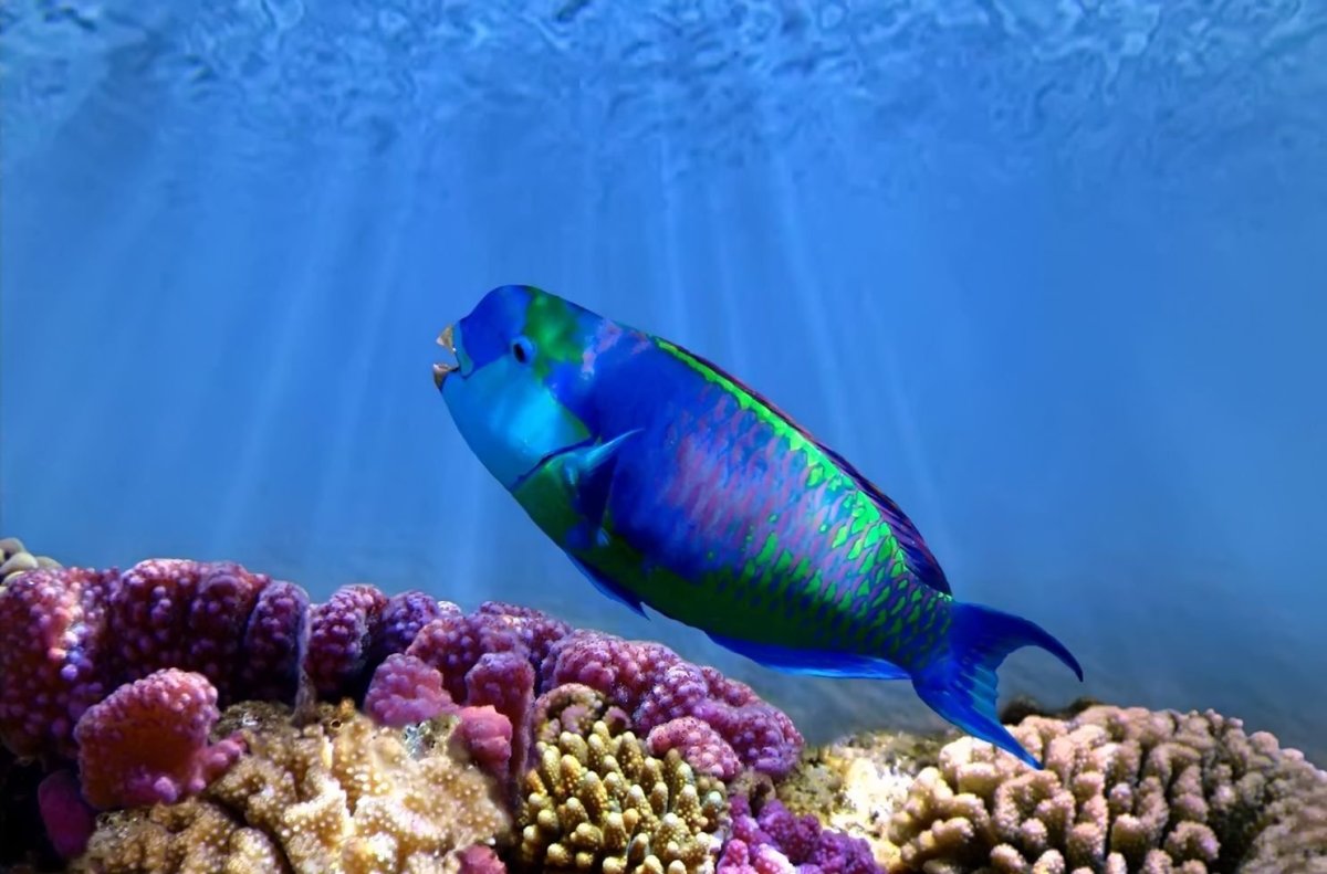 Рыбки попугаи морские аквариумные