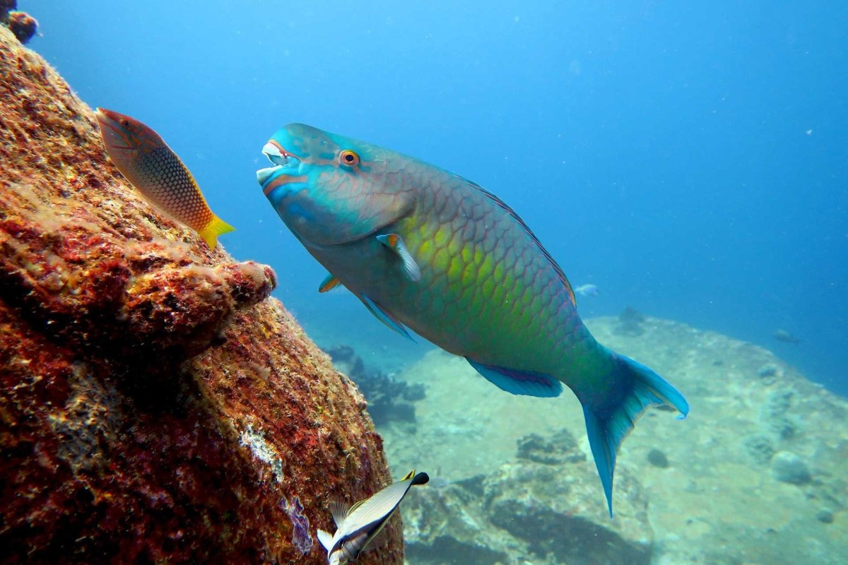 Рыба Радужный губан