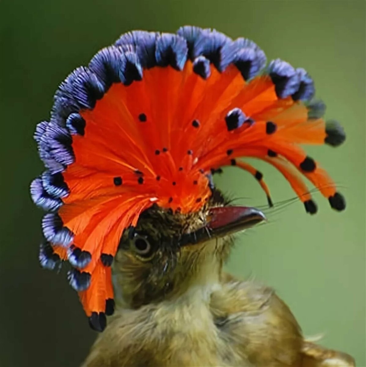 Амазонская Королевская мухоловка гнездо