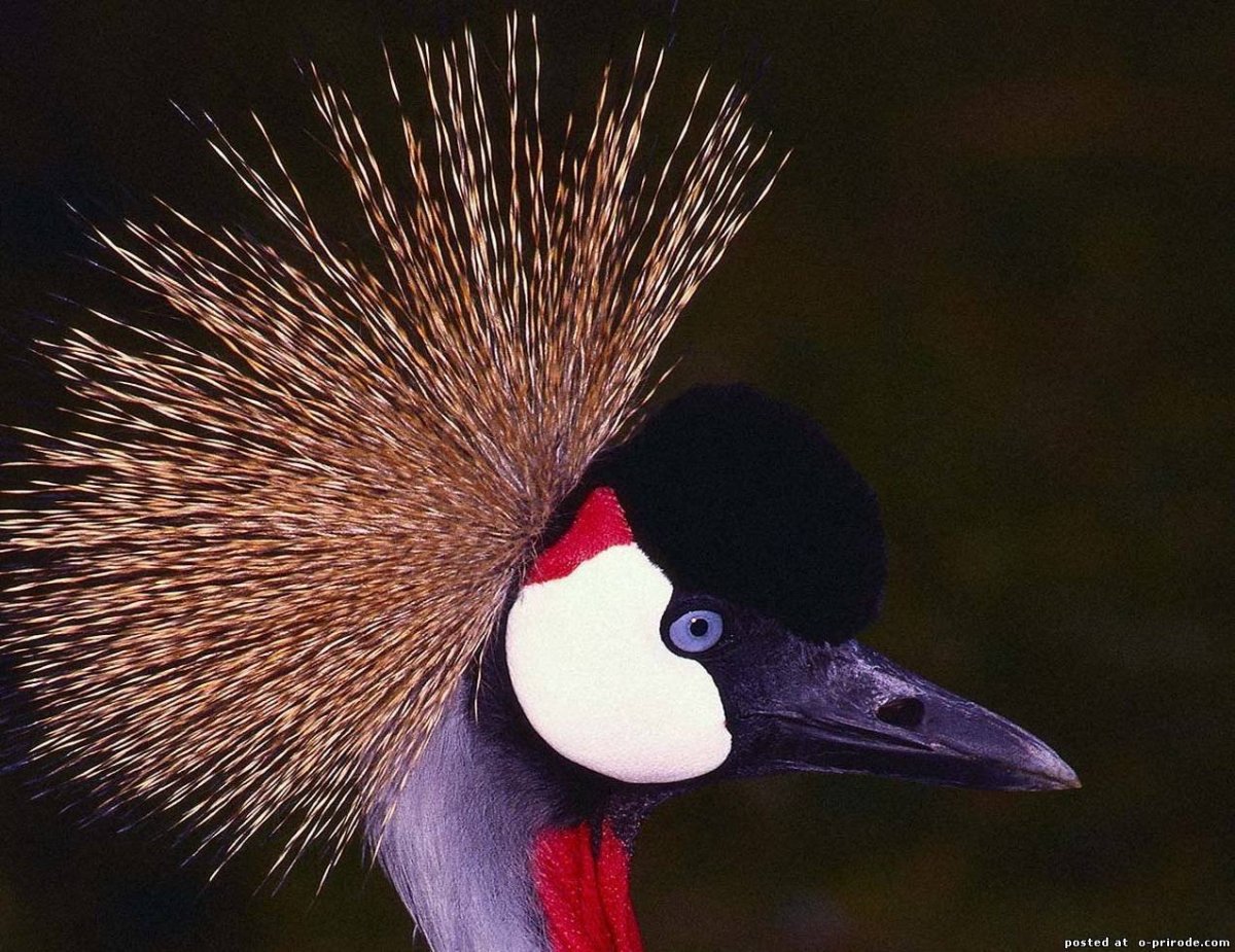 Краснобрюхий дятел