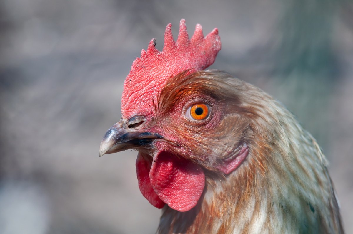 Попугай Какаду