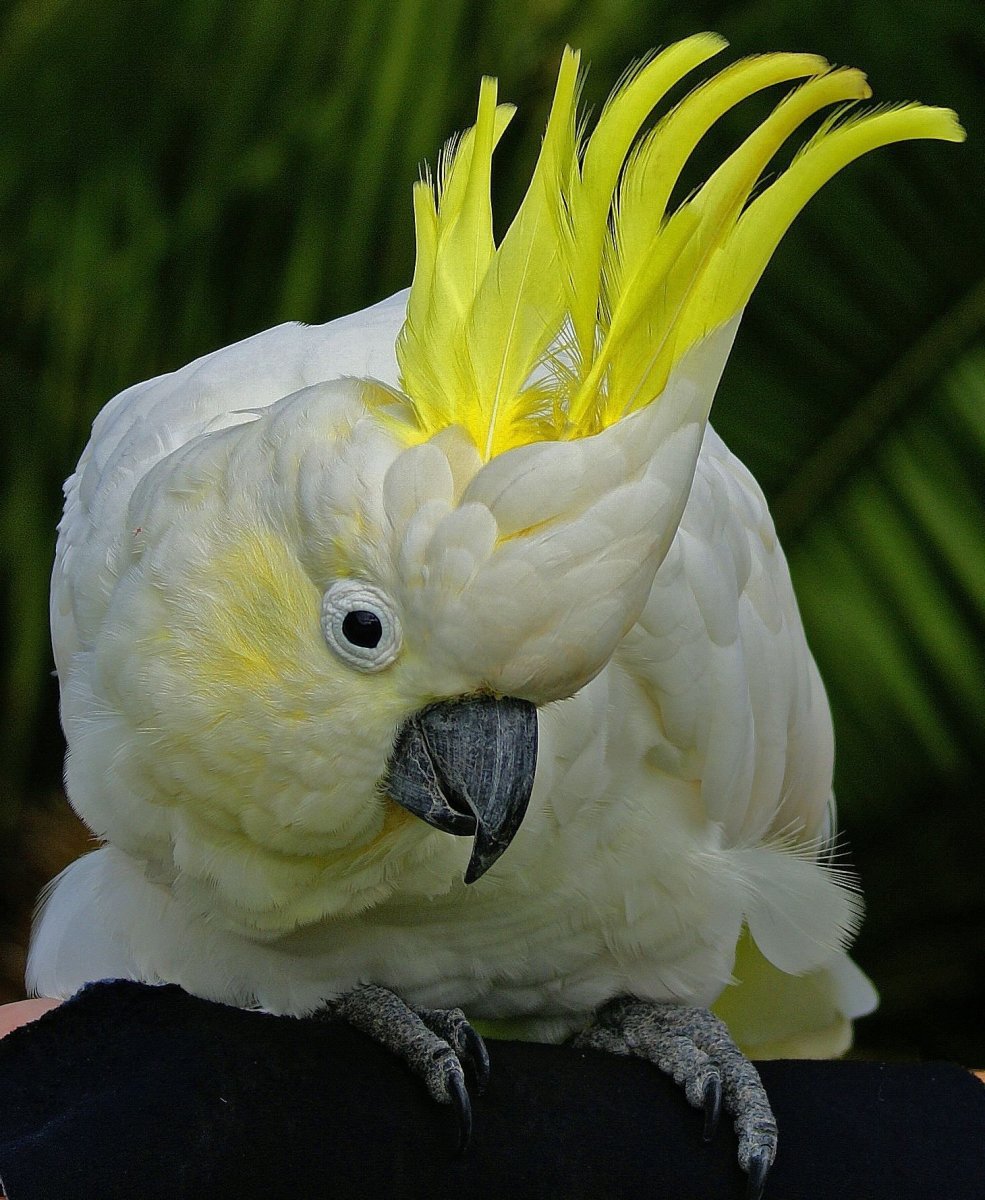 Хохлатый Кракс