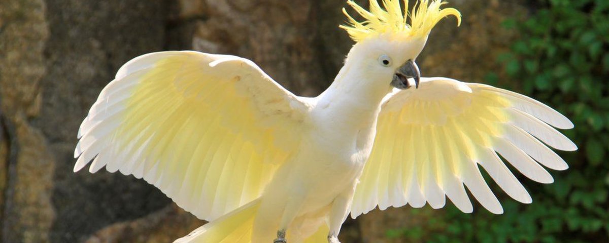 Дрозд с хохолком