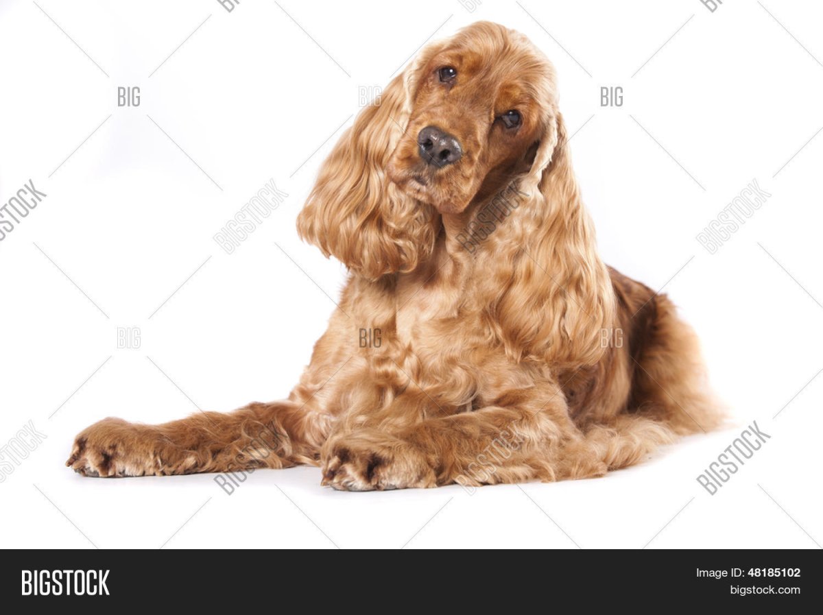 Чмокер спаниель собака