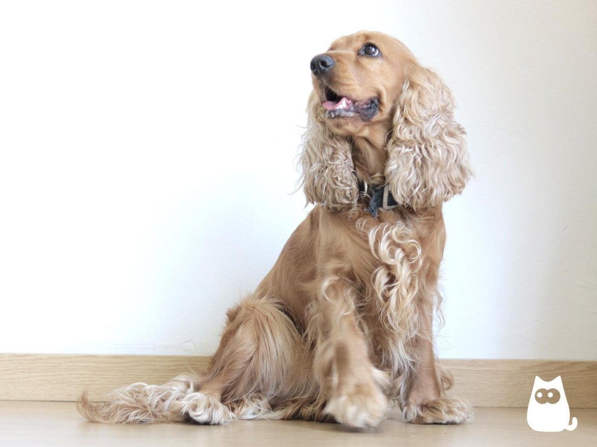 Английский кокер спаниель сидит
