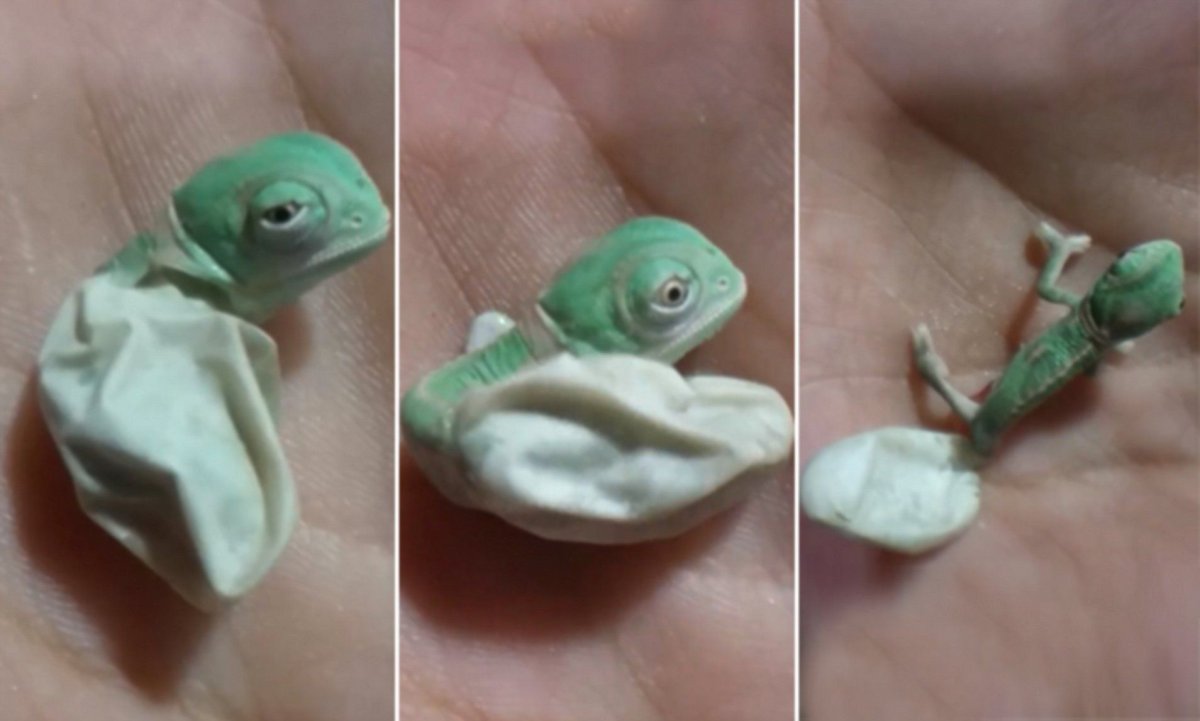 Леон животное хамелеон