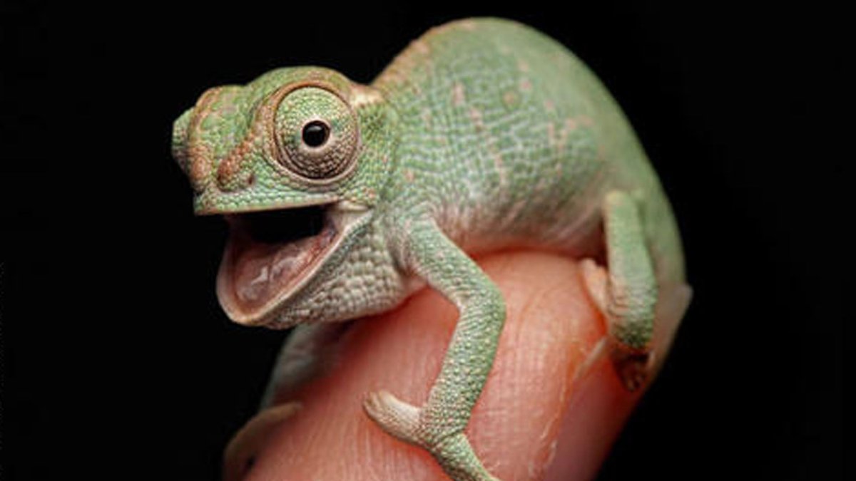 Язык хамелеона