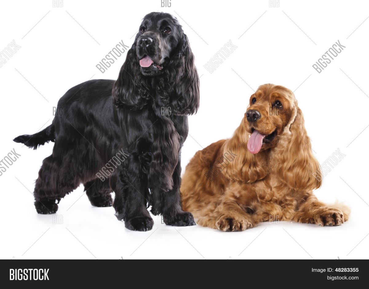 Английский кокер-спаниель