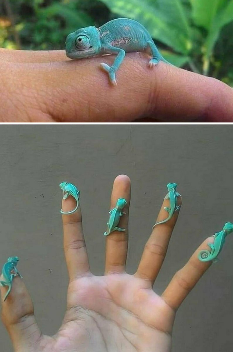 Бразильский карликовый геккон