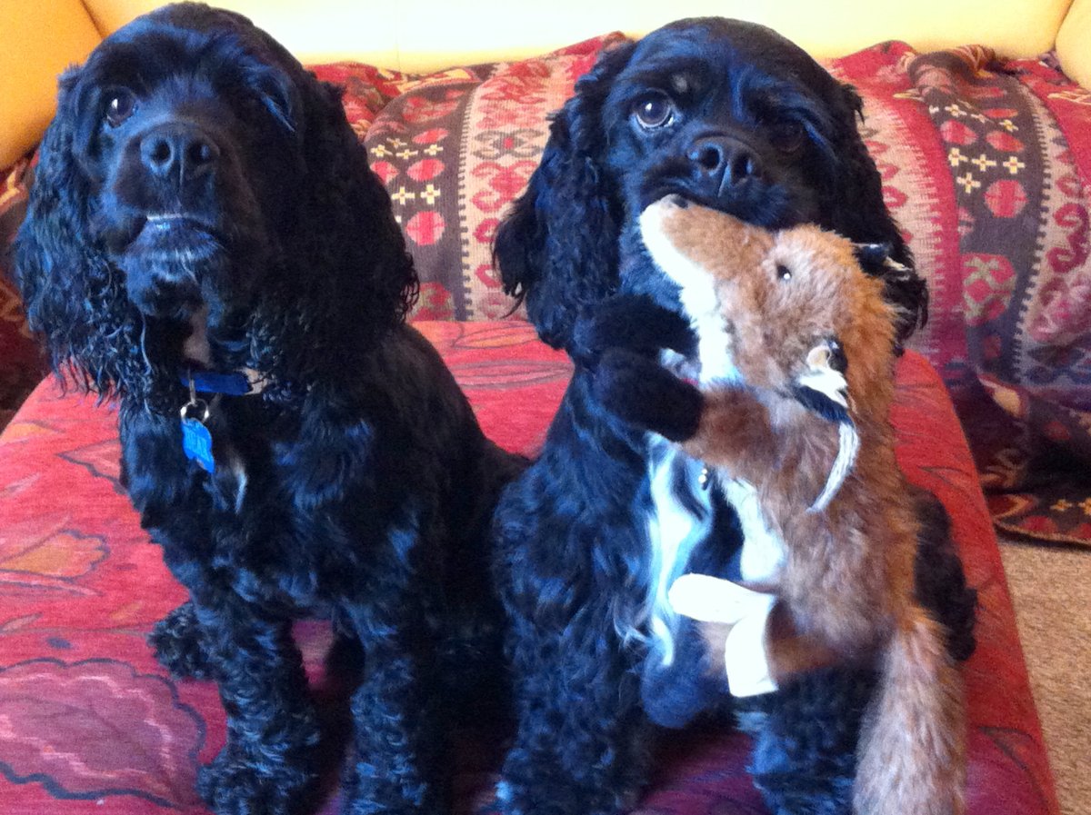 Золотистый кокер спаниель