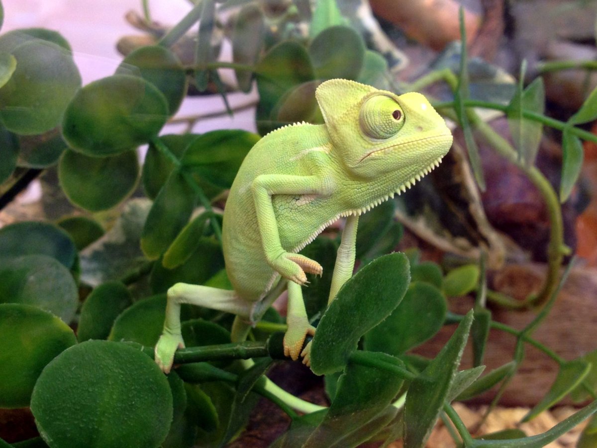 Йеменский хамелеон домашний